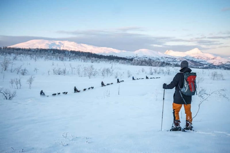From Tromsø: Guided Husky Snowshoe Hike and Husky Camp Visit - Key points to know before booking