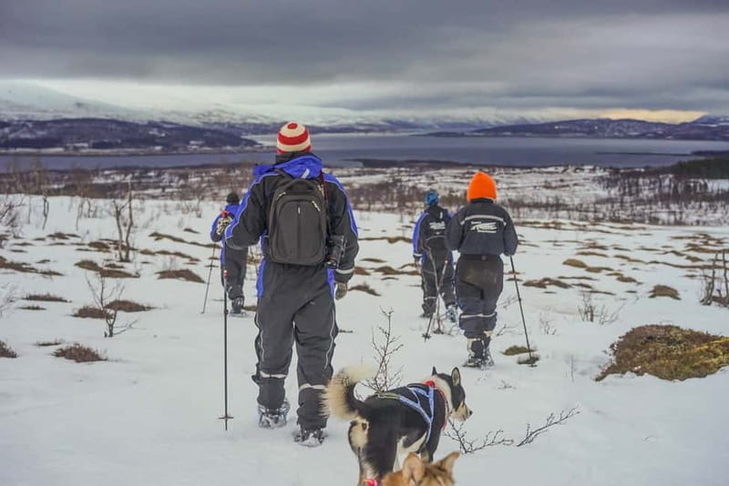 From Tromsø: Guided Husky Snowshoe Hike and Husky Camp Visit - A husky hike, not just a kennel visit