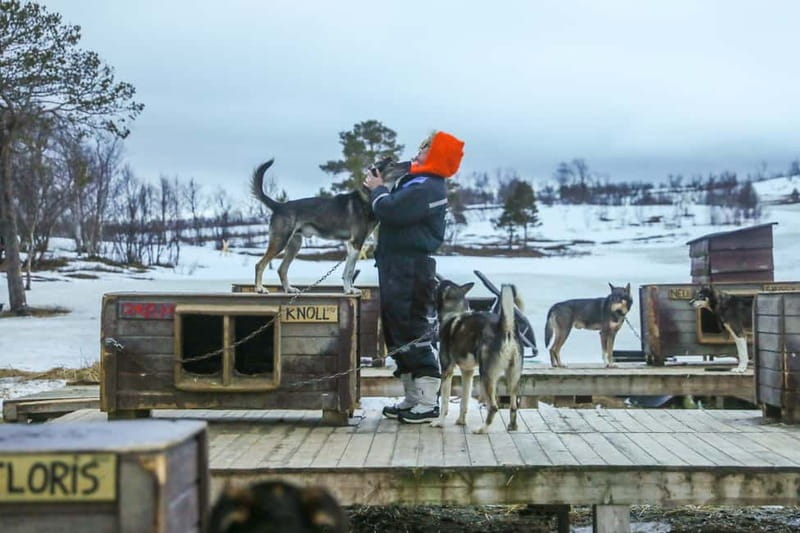 From Tromsø: Guided Husky Snowshoe Hike and Husky Camp Visit - Meeting 200 huskies and a new generation of puppies