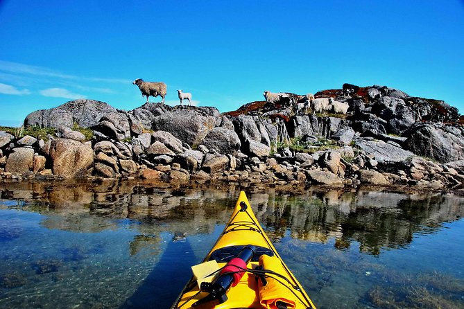 Full Day Kayak-Northern Explorer - Watching for sea eagles and other birds