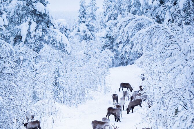 Full-Day Reindeer Tour with Pickup in Kiruna - Winter clothing and the cold-weather limit