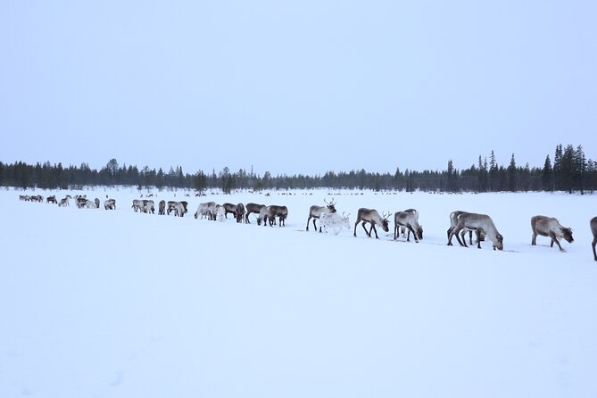 Full-Day Reindeer Tour with Pickup in Kiruna - Feeding the herd by hand