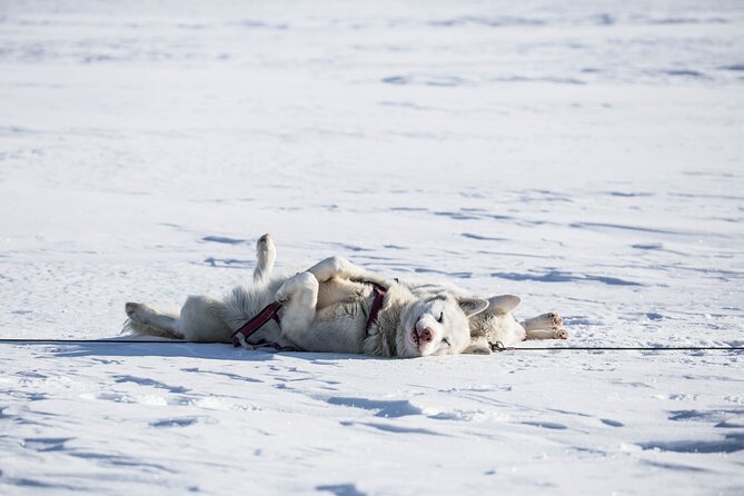 Fun & Easy Dog Sledding Adventure from Tromsø - Early Bird Tour - Key points to know before booking