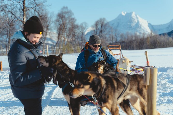Fun & Easy Dog Sledding Adventure from Tromsø - Early Bird Tour - Driving a husky sled near Tromsø
