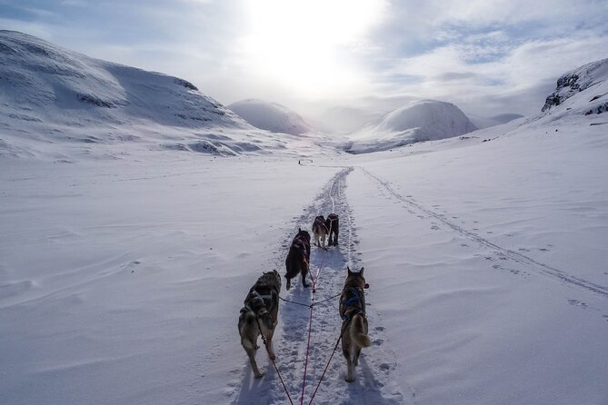 Fun & Easy Dog Sledding Adventure from Tromsø - Early Bird Tour - Getting ready at the husky farm