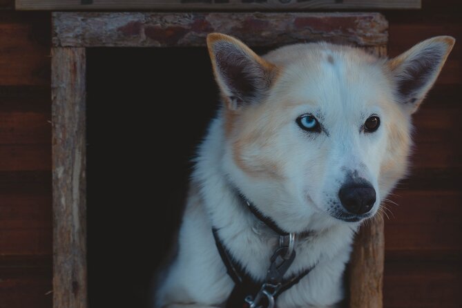 Fun & Easy Dog Sledding Adventure from Tromsø - Early Bird Tour - Time with the dogs after the ride