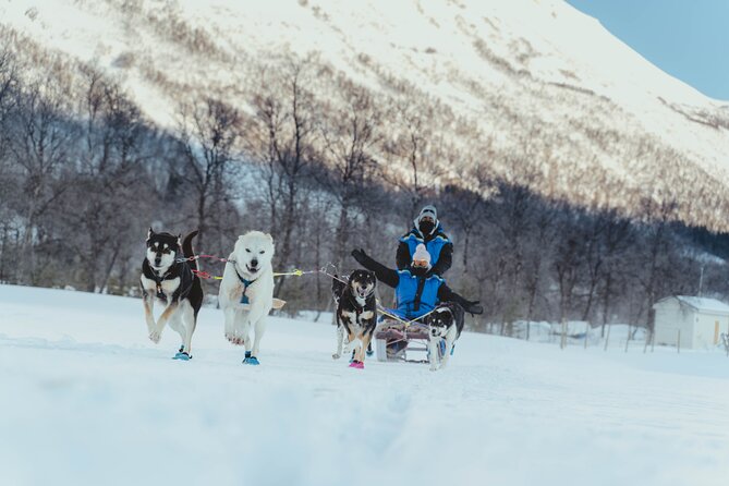 Fun & Easy Dog Sledding Adventure from Tromsø - Early Bird Tour - What the $289 price buys you