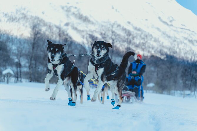 Fun & Easy Dog Sledding Adventure from Tromsø - Noon Tour - Key points to know before booking