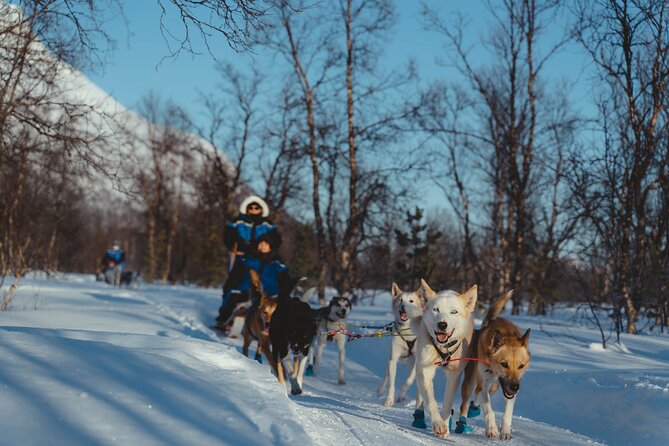 Fun & Easy Dog Sledding Adventure from Tromsø - Noon Tour - Driving a husky sled outside Tromsø