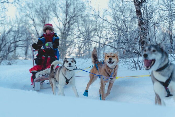 Fun & Easy Dog Sledding Adventure from Tromsø - Noon Tour - What self-drive actually involves