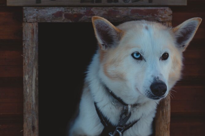 Fun & Easy Dog Sledding Adventure from Tromsø - Noon Tour - The Alaskan huskies are a major part of the day