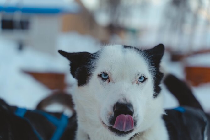 Fun & Easy Dog Sledding Adventure from Tromsø - Noon Tour - Coffee, cake, and the warm-up afterward