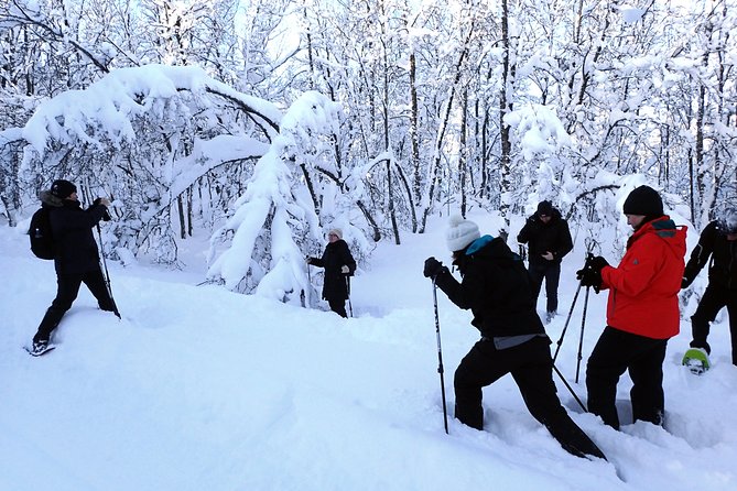 Guided Snowshoe Walk on Tromsoya Island in Tromso - Walking through birch, spruce, and small hills