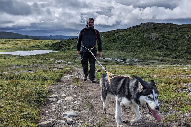 Half Day Guided Walk with Huskies - Why This Ottsjö Walk Feels Different