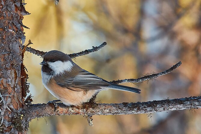 Half day Wildlife and Nature Photography - Four hours of Arctic photography around Kiruna
