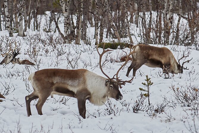 Half day Wildlife and Nature Photography - Meeting points, pickup times, and timing