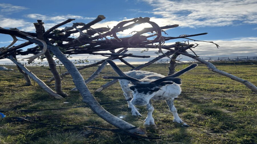 Hammerfest: Guided Tour - Meet Reindeer - Why the cultural talk matters