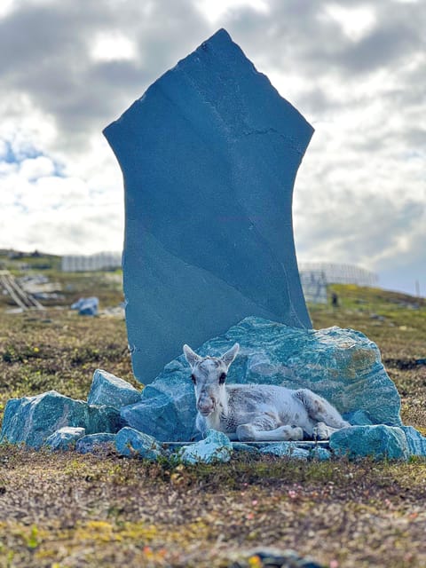 Hammerfest: Guided Tour - Meet Reindeer - Booking and preparation tips