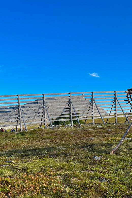Hammerfest: Guided Tour - Meet Reindeer - Feeding the reindeer by hand