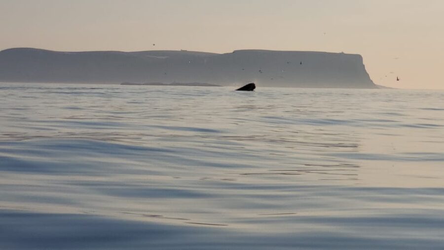 Honningsvåg: North Cape King Crab & Arctic Wildlife Safari - Is $261 a fair price?