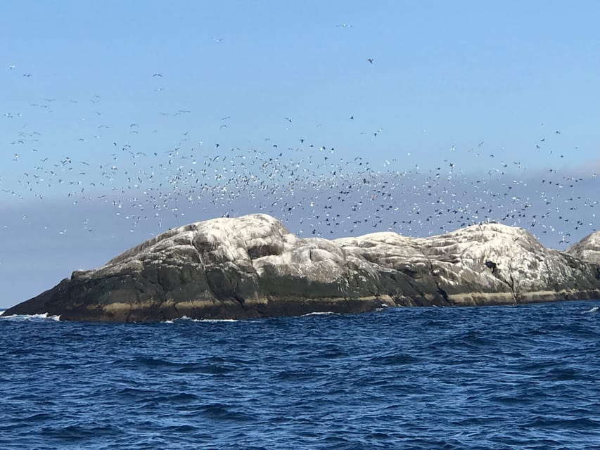 Honningsvåg: North Cape King Crab & Arctic Wildlife Safari - Nordvågen and the working fish factory