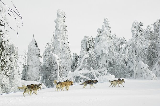 Husky Sledding Tour - Key points to know before booking