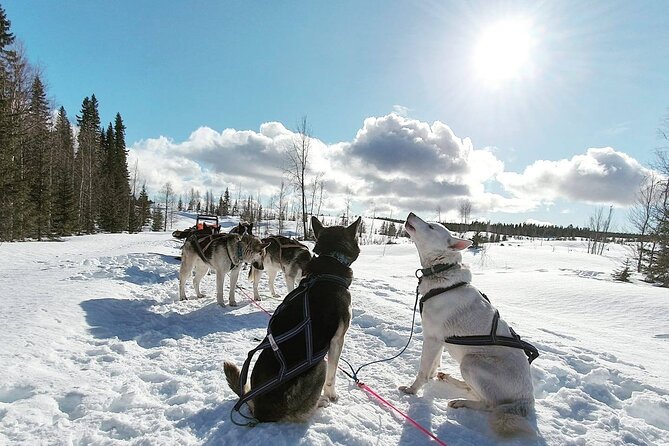 Husky Sledding Tour - Meeting the huskies at Avaträsk