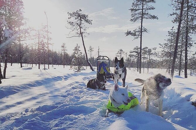 Husky Sledding Tour - Timing, weather, and the private format