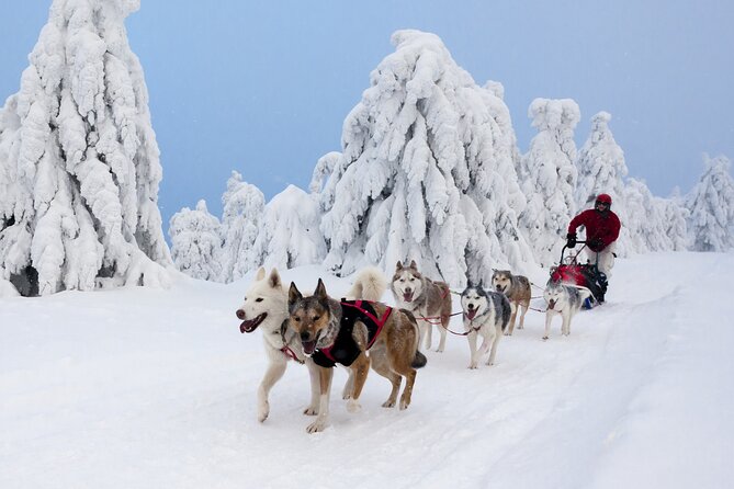 Husky Sledding Tour - Who will enjoy this husky tour most
