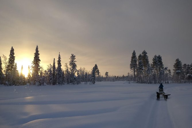 Husky Tour Sit and Drive Combo Tour from Kiruna - Driving your own sled near Kiruna