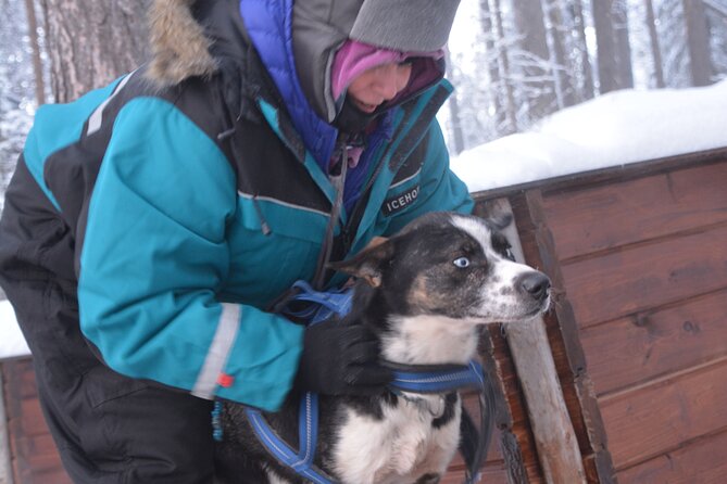 Husky Tour Sit and Drive Combo Tour from Kiruna - What happens at the kennel first