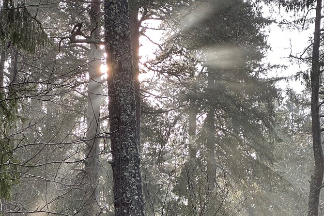 Icebathing and Sauna, Forest Hike and Fireplace Lunch - Private - The price and what you receive
