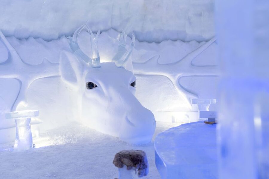 Kirkenes: Snowhotel Entrance Ticket - The husky yard and its eager puppies