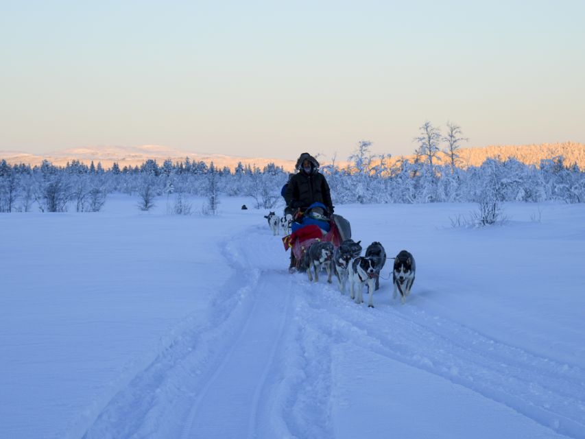 Kiruna: Guided Afternoon Drive Your Own Dog Sled Tour - Key points at a glance