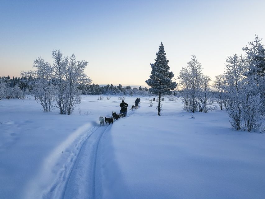 Kiruna: Guided Afternoon Drive Your Own Dog Sled Tour - Why driving your own sled changes the experience