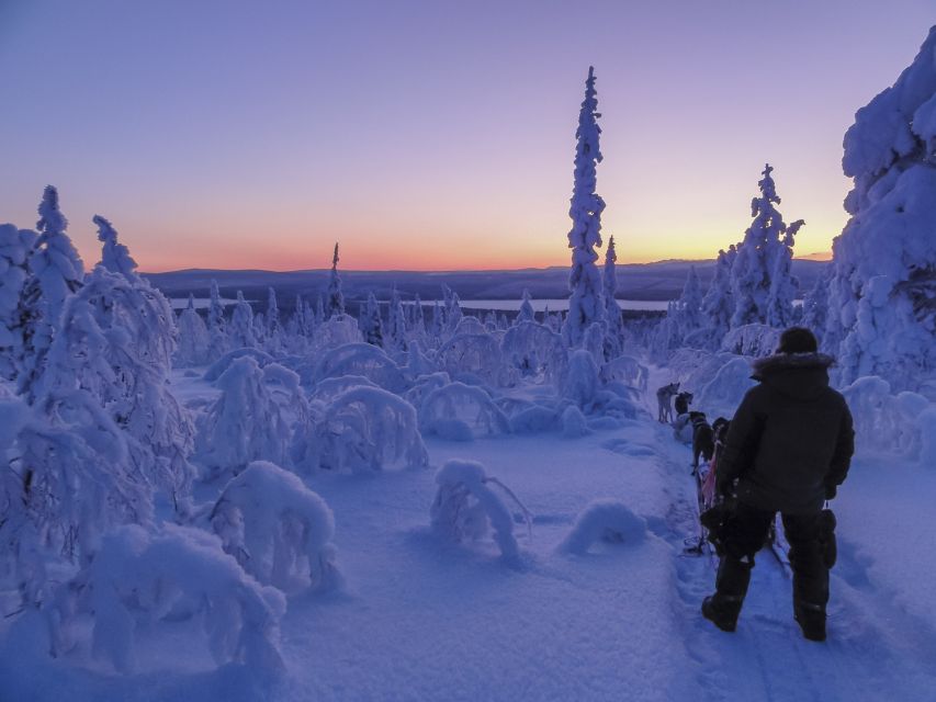 Kiruna: Guided Afternoon Drive Your Own Dog Sled Tour - The safety briefing before the trail