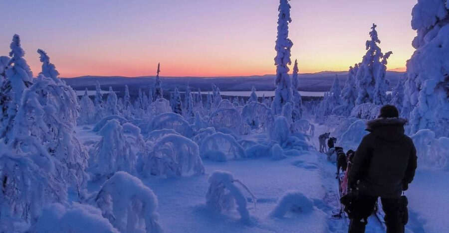 Kiruna: Guided Afternoon Drive Your Own Dog Sled Tour - Meeting the huskies in Kalixforsbron