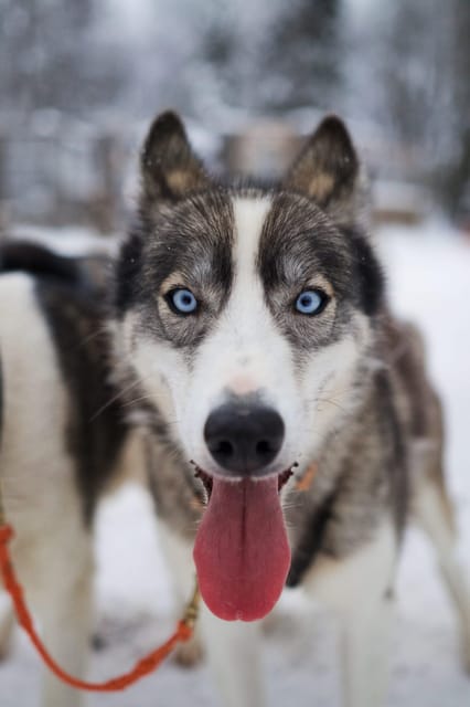 Kiruna: Morning Husky Sled Ride with Coffee Break - A Fast Start With Twelve Eager Huskies
