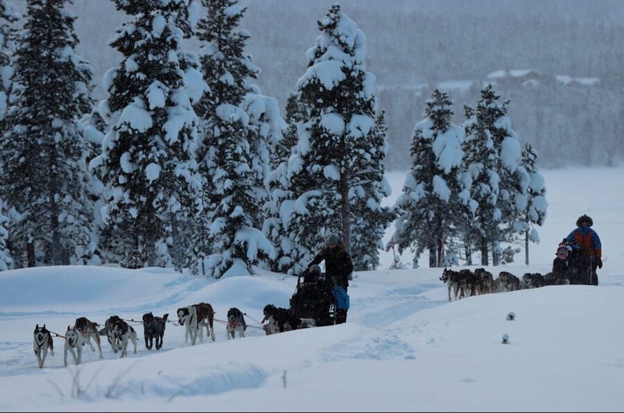 Kiruna: Morning Husky Sled Ride with Coffee Break - Wildlife Along the Route