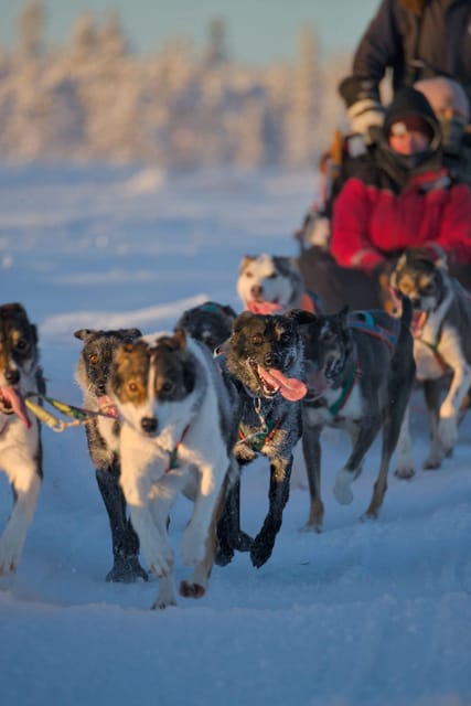Kiruna: Morning Husky Sled Ride with Coffee Break - Through Snowy Forests and Across Frozen Lakes