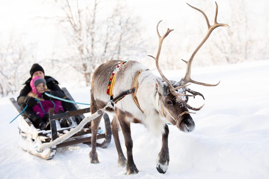 KIRUNA: Sami Reindeer Experience - Walking with the sledding reindeer
