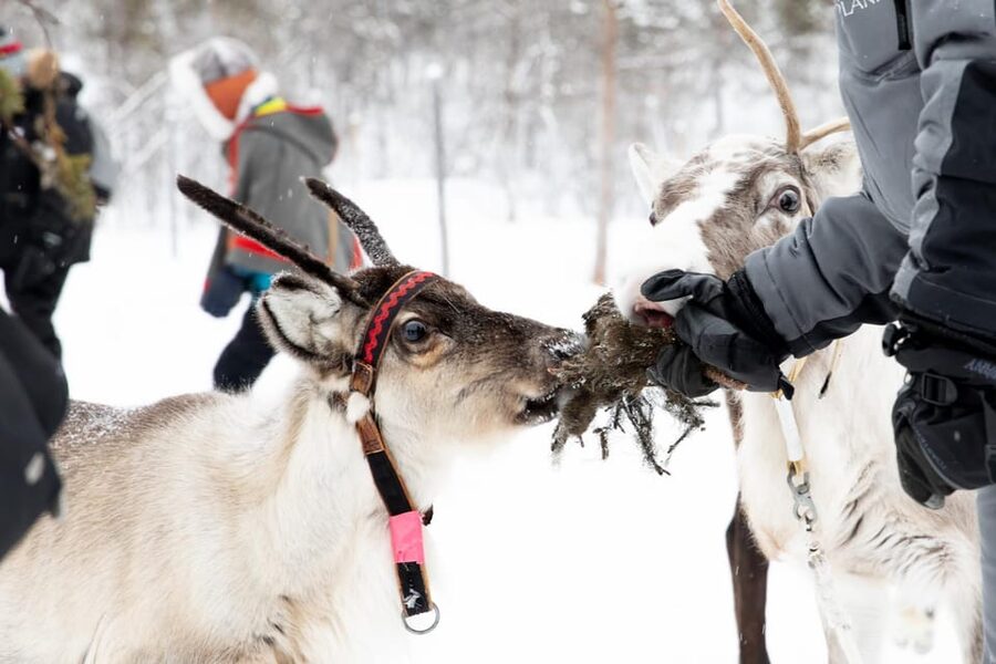 KIRUNA: Sami Reindeer Experience - Steering a short reindeer sled ride