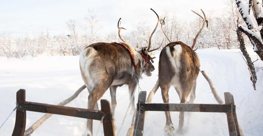 KIRUNA: Sami Reindeer Experience - Trying lasso throwing and Sami-style skiing
