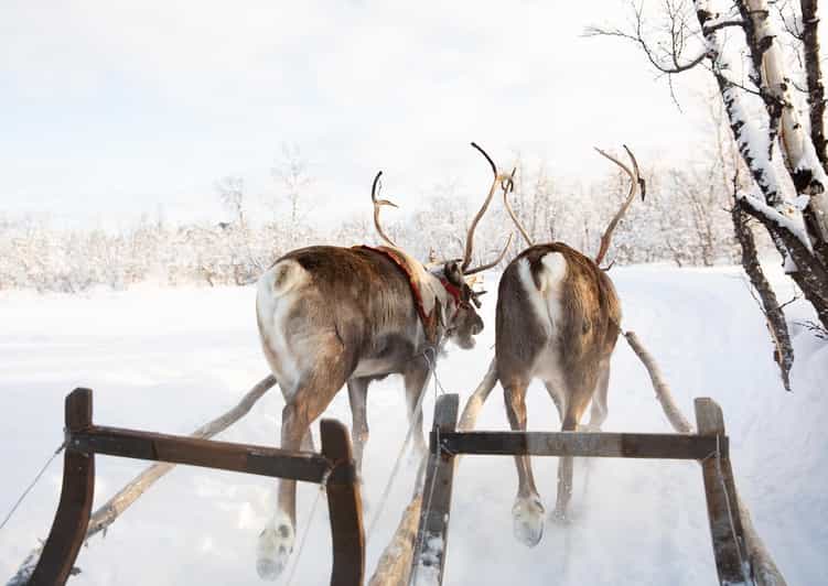 KIRUNA: Sami Reindeer Experience - Suovas lunch in the lávvu