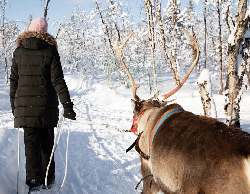 KIRUNA: Sami Reindeer Experience - What $348 buys you
