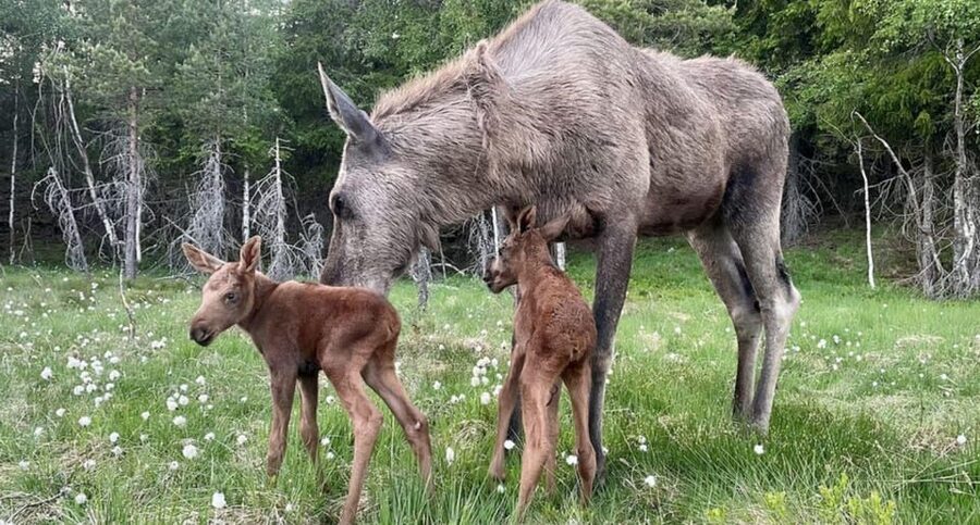 Kristiansand: Guided Bus Tour and Moose Park Experience - Why this moose encounter feels different
