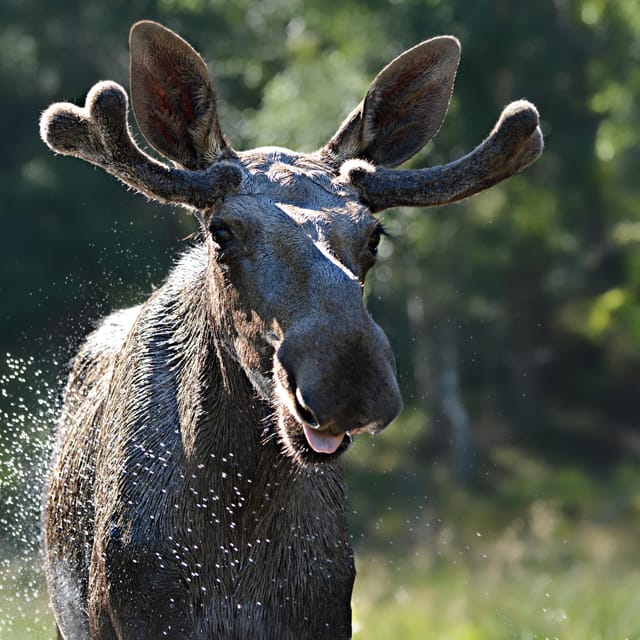 Kristiansand: Guided Bus Tour and Moose Park Experience - Meeting the moose at Viltgården