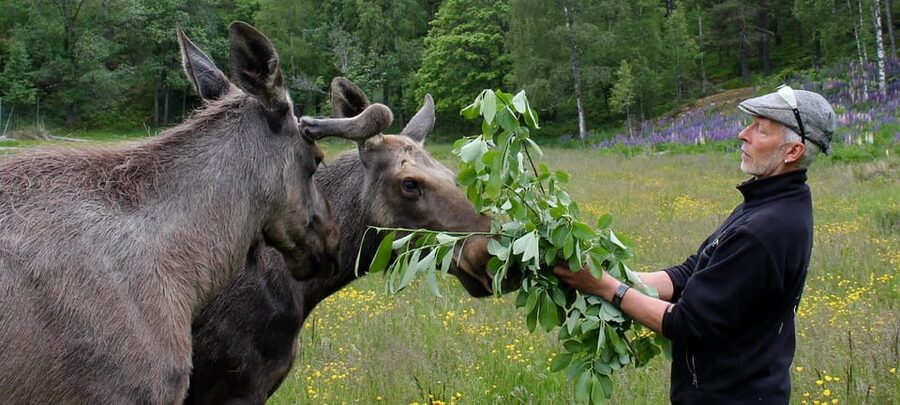 Kristiansand: Guided Bus Tour and Moose Park Experience - Practical details that affect your day