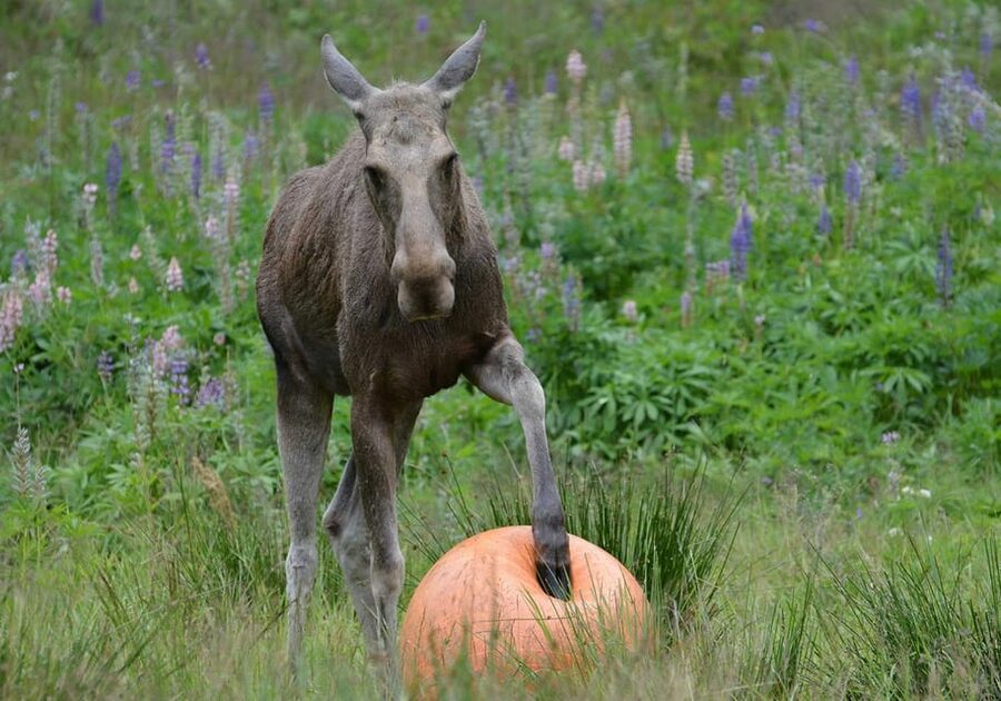 Kristiansand: Guided Bus Tour and Moose Park Experience - Seventy-five minutes to walk, watch, and slow down