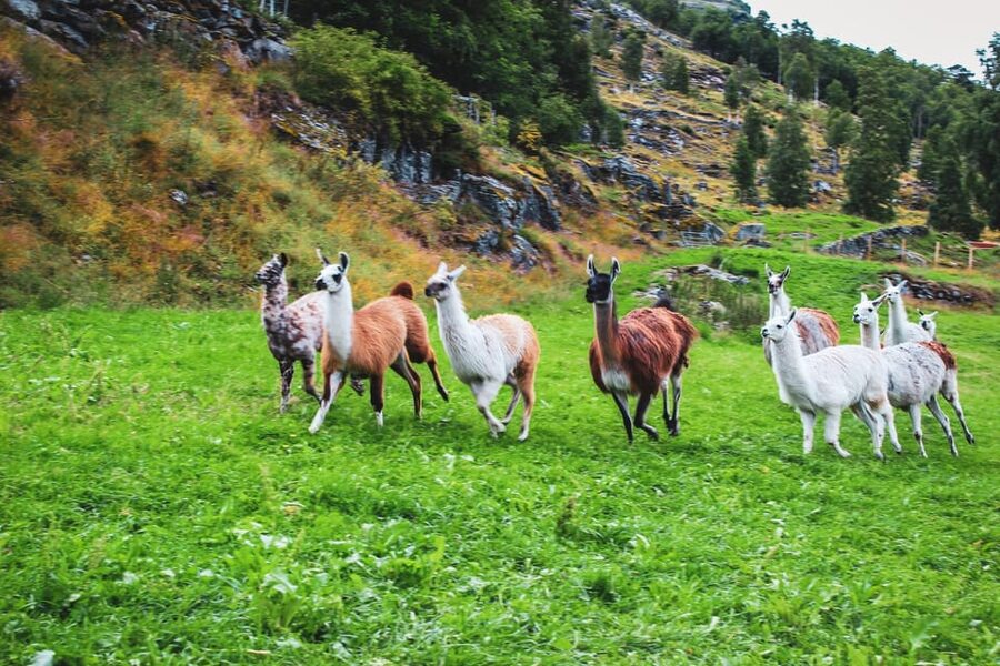 Ljøen, Hellesylt: Ljøen Farm Tour - Key points at a glance